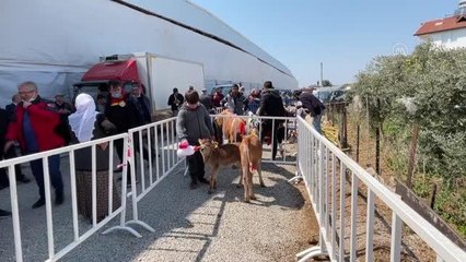 Fethiye'de "Buzağı Güzellik Yarışması" yapıldı