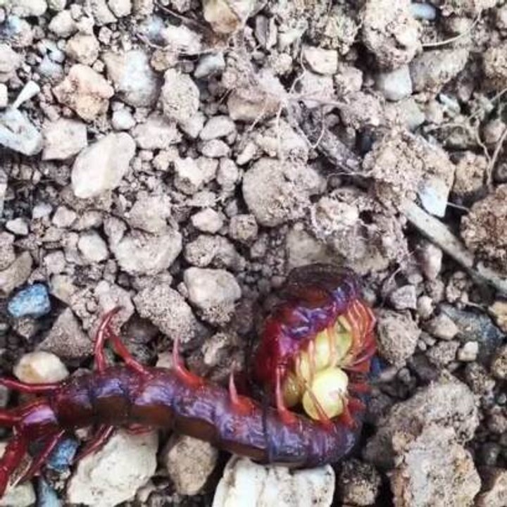 Centipede