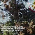 Lecce, cane insegue gatto: bloccati in cima a un albero, salvati dai Vigili del Fuoco
