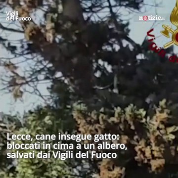 Lecce, cane insegue gatto: bloccati in cima a un albero, salvati dai Vigili del Fuoco