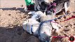 Chiens:Ouynka & ses 5 chiots creusent des trous sur la plage de la Gachère à Brem-Sur-Mer,25/03/2022