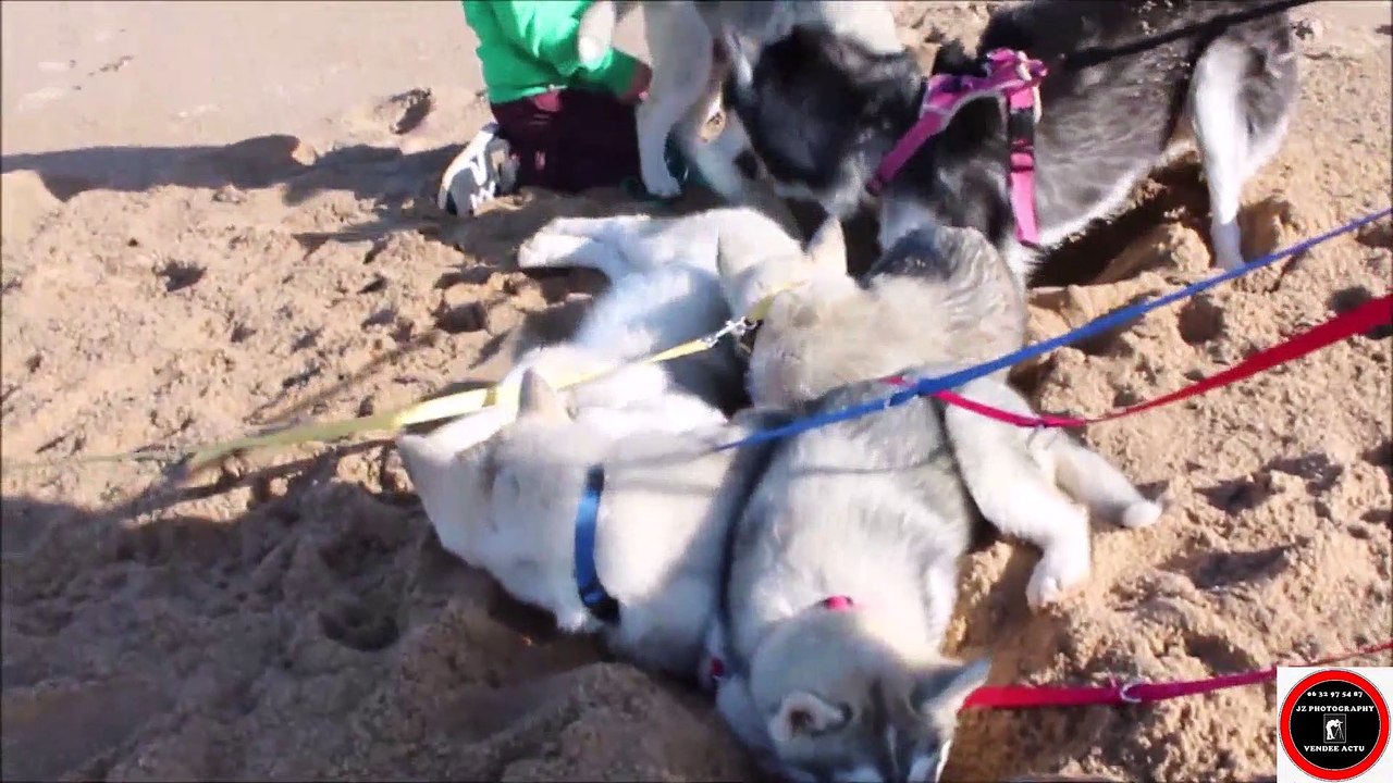 Chiens:Ouynka & ses 5 chiots creusent des trous sur la plage de la Gachère à Brem-Sur-Mer,25/03/2022