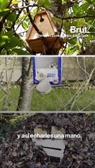 3 maneras de ayudar a los animales en invierno