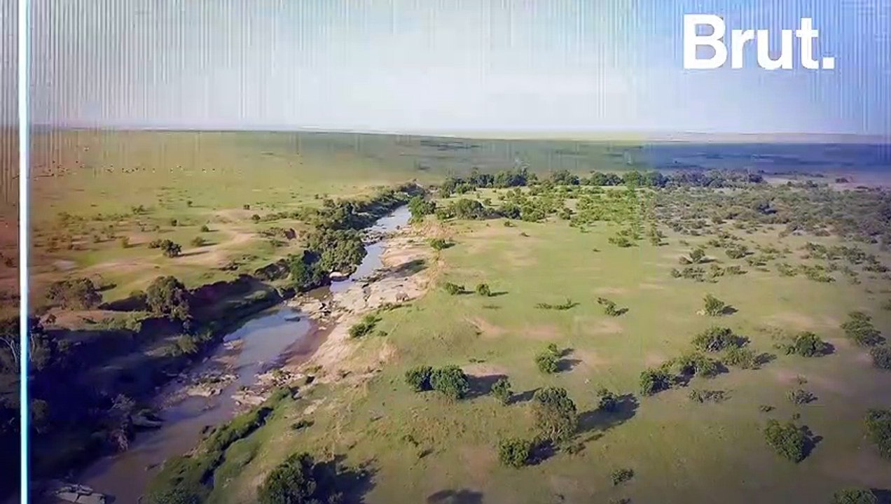 L'hirola : l'antilope la plus proche de l'extinction
