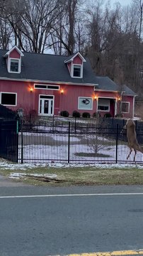 Man Rescues Deer Stuck on Fence