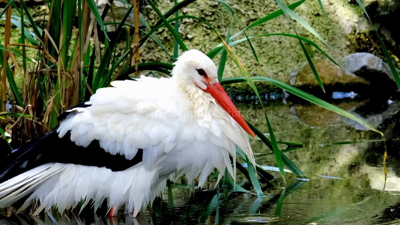 Beautiful birds