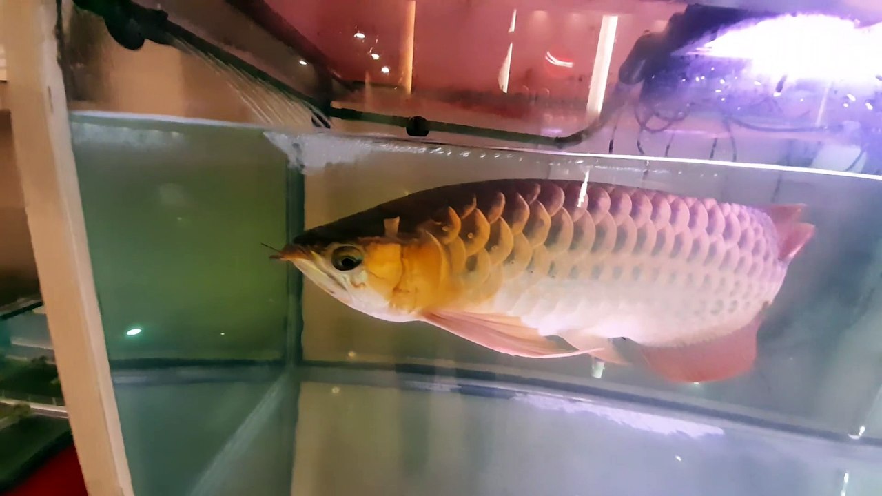 Ikan Baru
