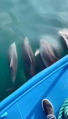 Karadeniz'de yunus sürüsü kamerada