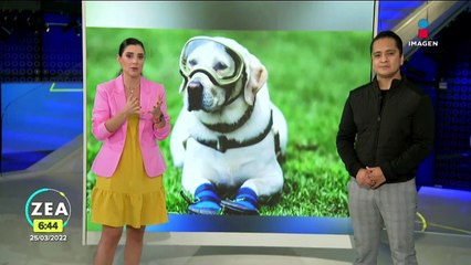 Reportan a la perrita "Frida" como delicada de salud