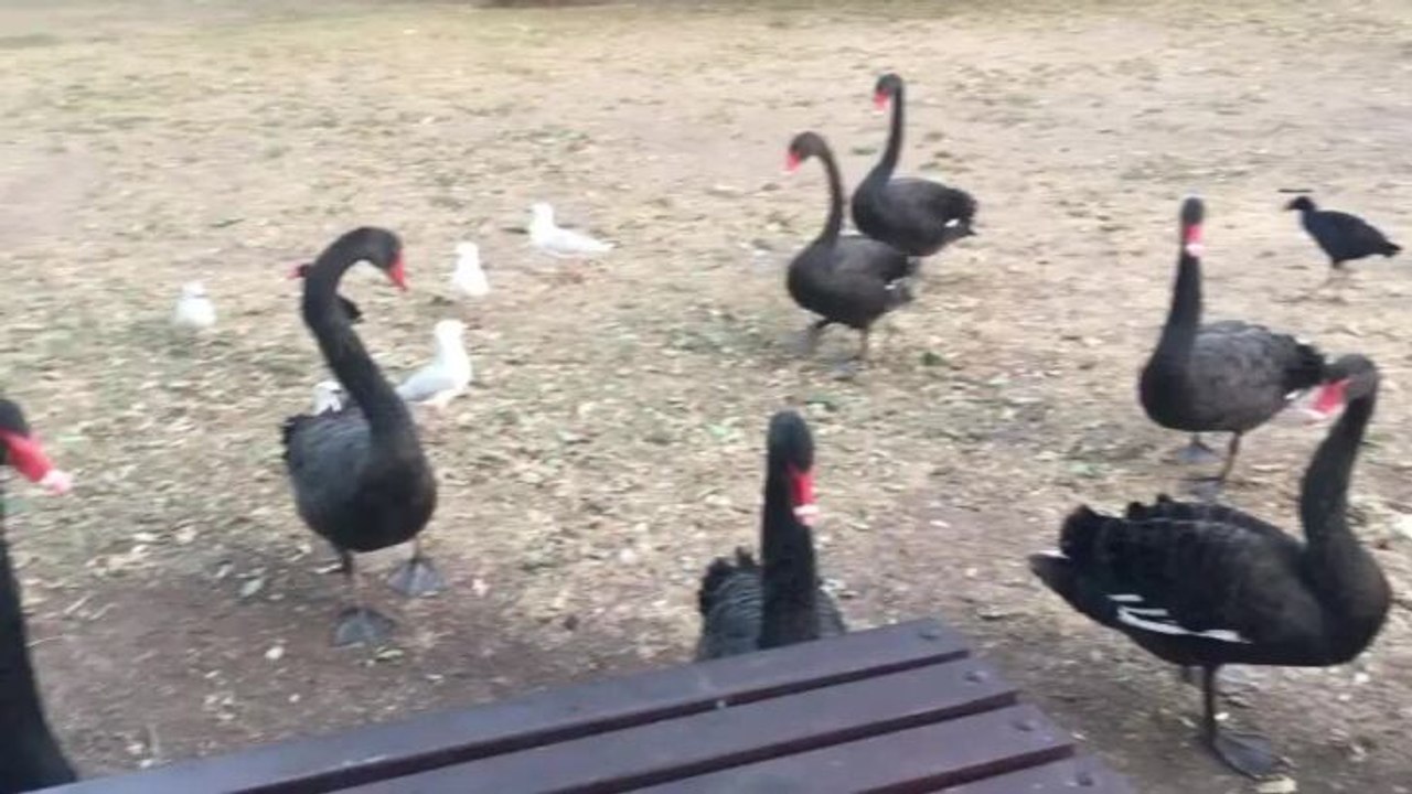 Swans