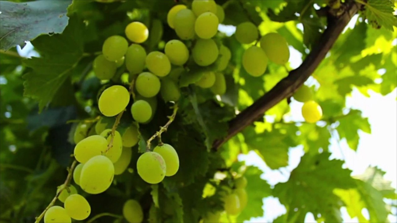 There's a Gorgeous Hotel Opening on a Working Farm and Vineyard in Virginia