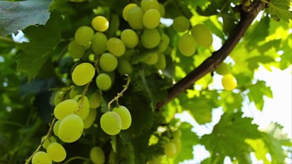 There's a Gorgeous Hotel Opening on a Working Farm and Vineyard in Virginia