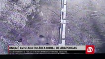 Onça é avistada em área rural de Arapongas; Veja