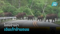 โซเชี่ยลแชร์คลิป โขลงช้างป่าเกือบ 40 ตัว เดินเท้าข้ามถนน | โชว์ข่าวเช้านี้