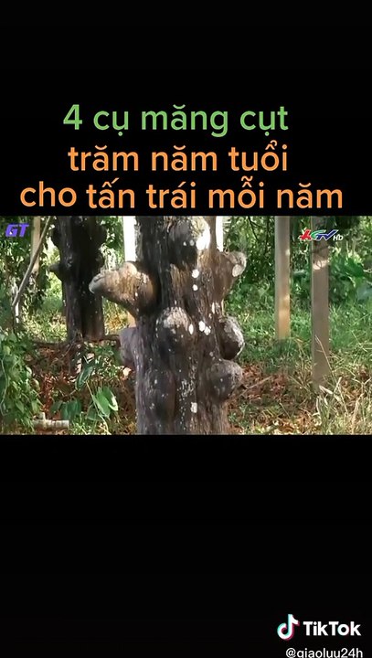 Ông nông dân Sóc Trăng hái hơn 1 tấn trái, cả xóm trầm trồ