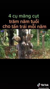 Ông nông dân Sóc Trăng hái hơn 1 tấn trái, cả xóm trầm trồ