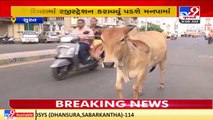 SMC's master plan to manage cattle nuisance on Surat roads _Gujarat _TV9GujaratiNews