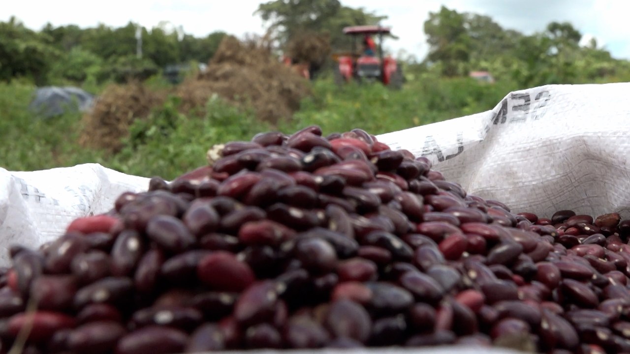 Estrategias de producción del frijol duplican volúmenes de producción