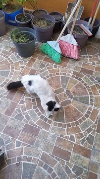 El gato pernanca en el patio con los perros animales y mascotas pasando un buen rato en un dia con exelente clima