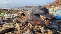 Eyüpsultan sahilinde telef olan 24 yunus balığı kıyıya vurdu