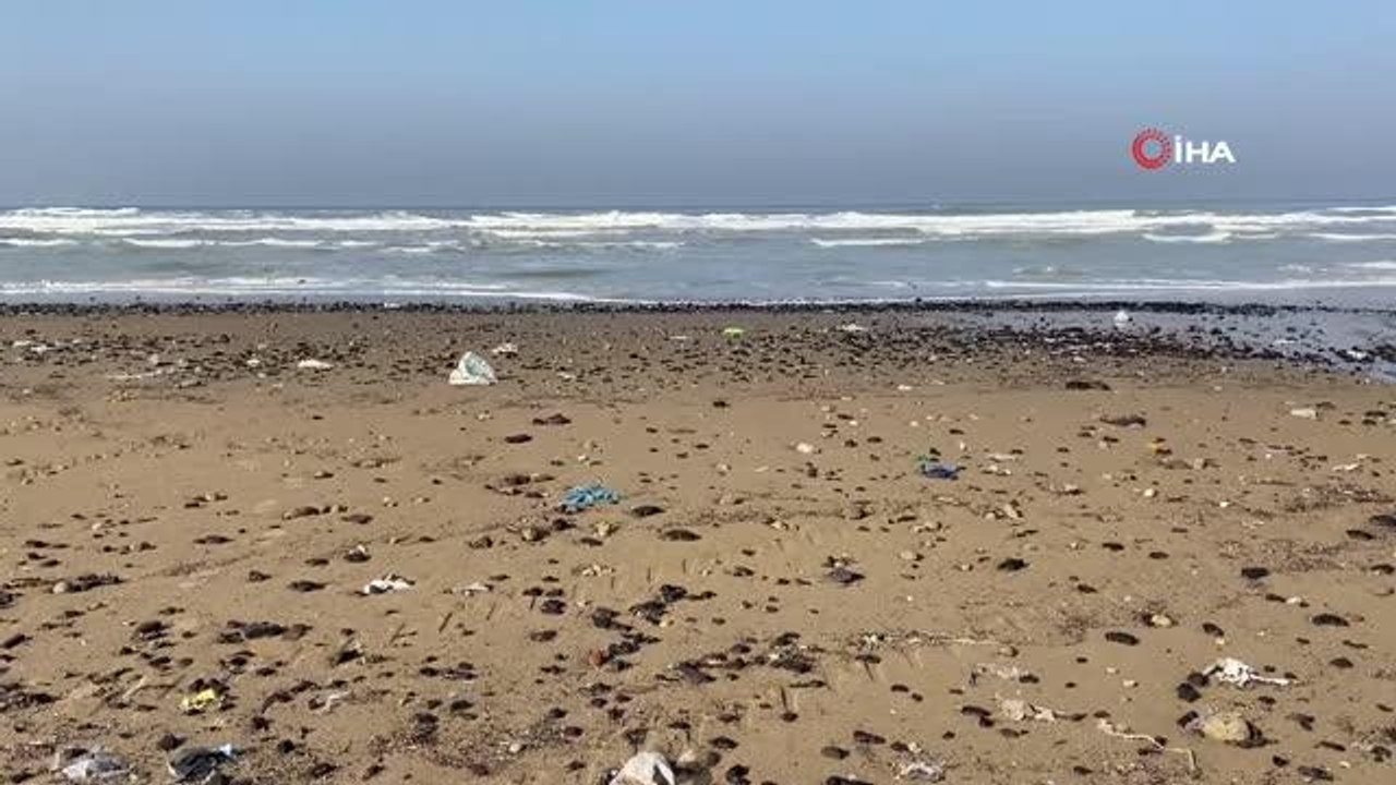 Son dakika haber... Eyüpsultan sahilinde korkutan görüntü... 24 ölü yunus balığı kıyıya vurdu