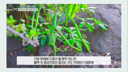 다이어트에 good 지방축적을 억제해주는 『시서스』 TV CHOSUN 20220326 방송