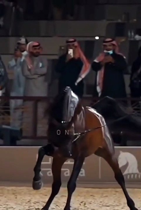 Beautiful Black horse