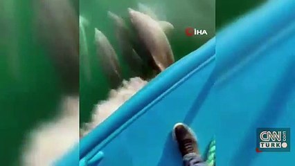 Yunus sürüsü tekneye böyle eşlik etti