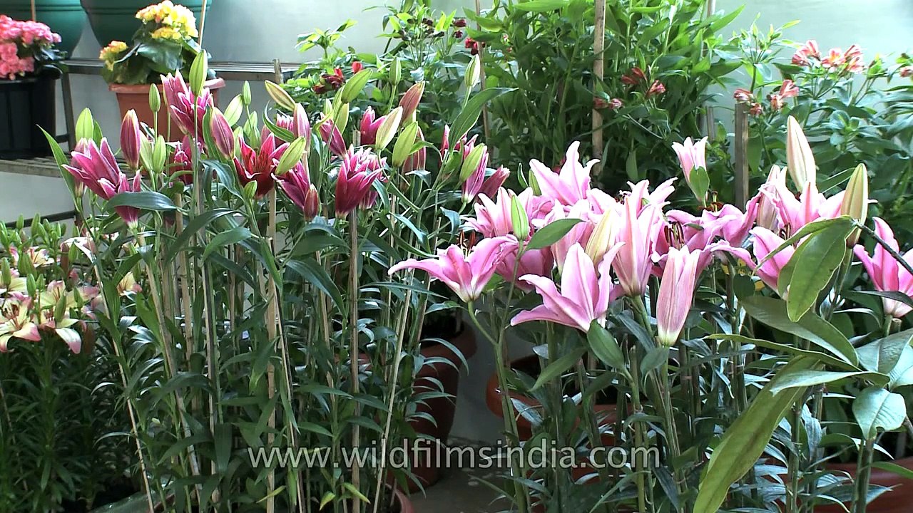 Asiatic Lilies at flower exhibition in Nagaland