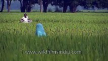 Fertile arable lands of Uttar Pradesh green with seasonal crops!