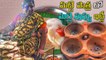 IDLY IN CLAY POT | BEST IDLY EVER TASTED  INDIAN STREET FOOD