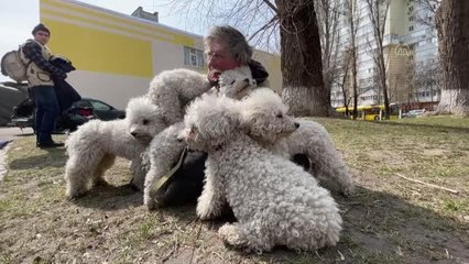 İrpin'den tahliye edilen Ukraynalı kadın 24 köpeği de Kiev'e getirdi