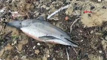 İstanbul'un Eyüpsultan ilçesinde 24 ölü yunus balık