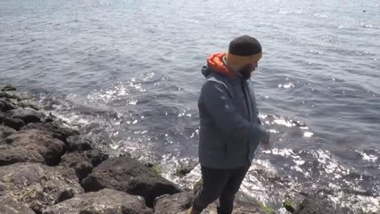 Son dakika haberleri! Sinop'taki yunus ölümleri