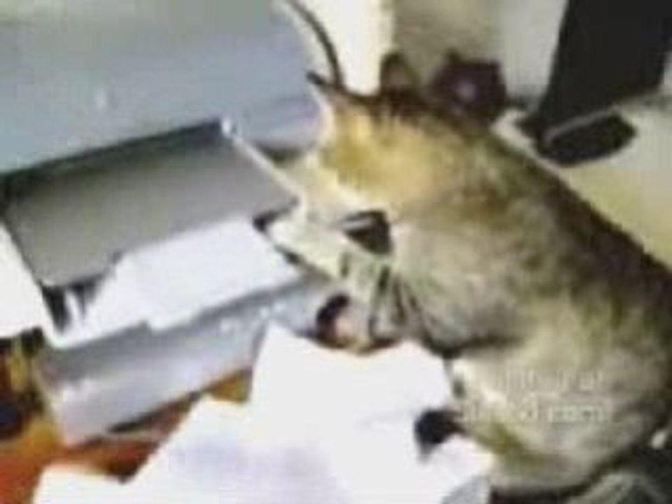 Cat and Cannon