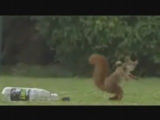 Squirrel Playing Football