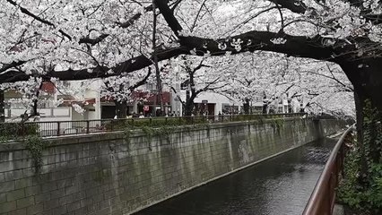 Tokyo'da halk kiraz çiçeklerini görmek için parklara akın etti