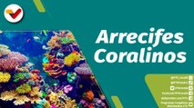 Punto Verde | ¿Cómo se forman los arrecifes coralinos?