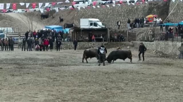 Geleneksel 27. Sarıgöl boğa güreşleri başladı