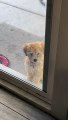 Pup Teaches Little Sister to Use Doggy Door