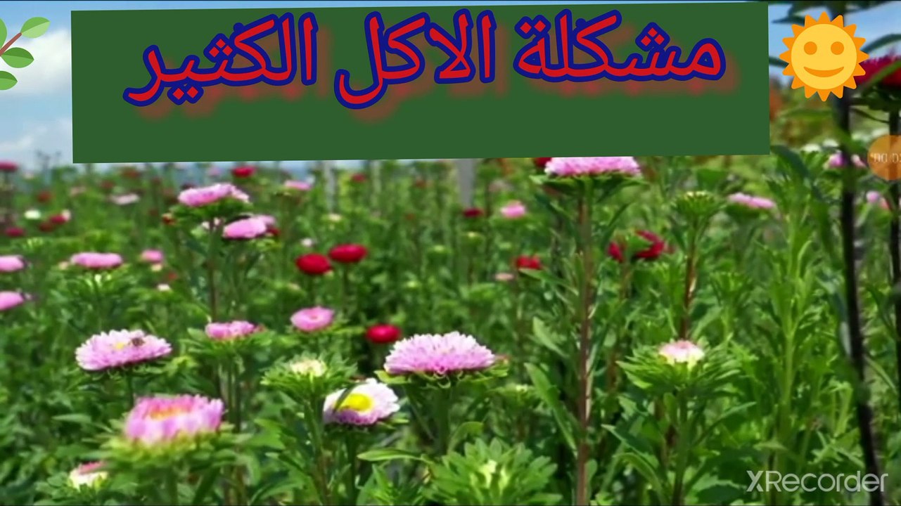 نقي قلبك الاكل الكتير يغير من شكل وحجم القلب عليه للأمراض
