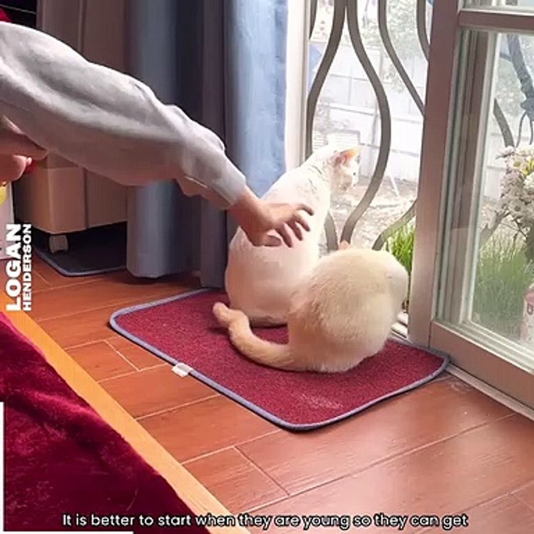 ⁣Cats Being Cats