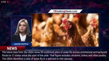 Avian flu is infecting US poultry flocks. It could affect the price of chicken, too - 1breakingnews.