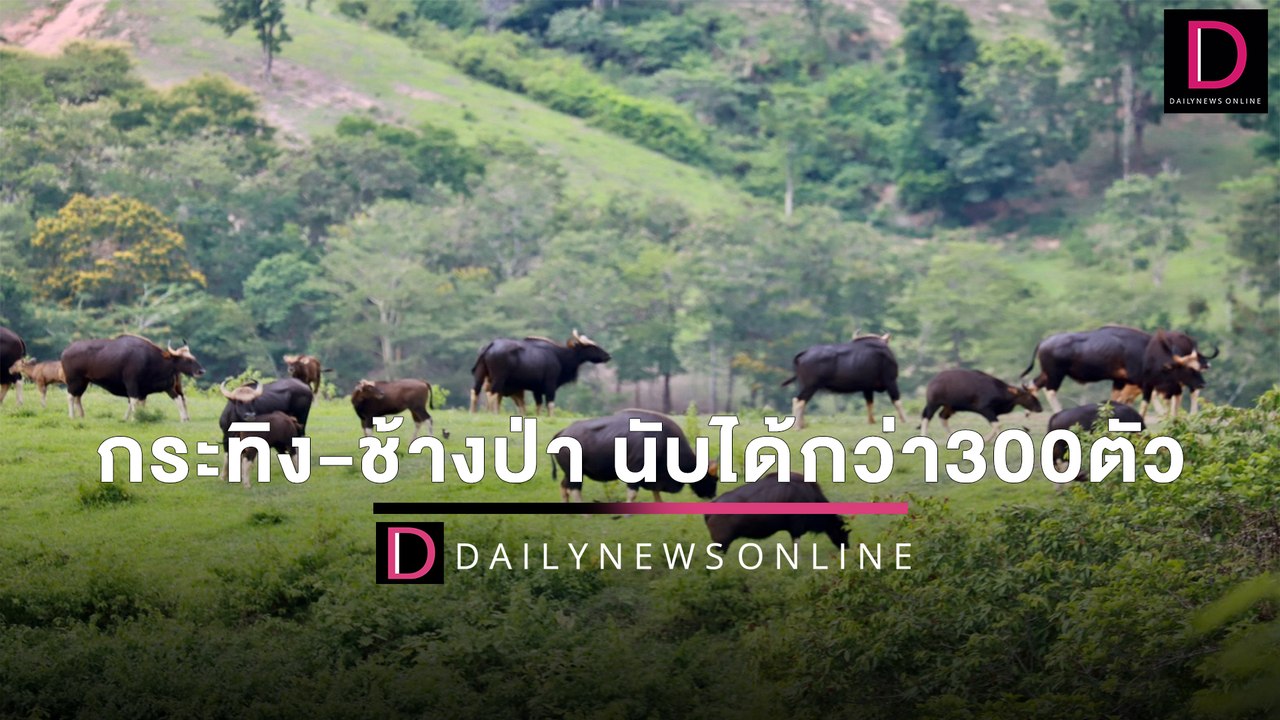 ครั้งแรกเทศกาลนับ กระทิง-ช้างป่า วังน้ำเขียว นั...