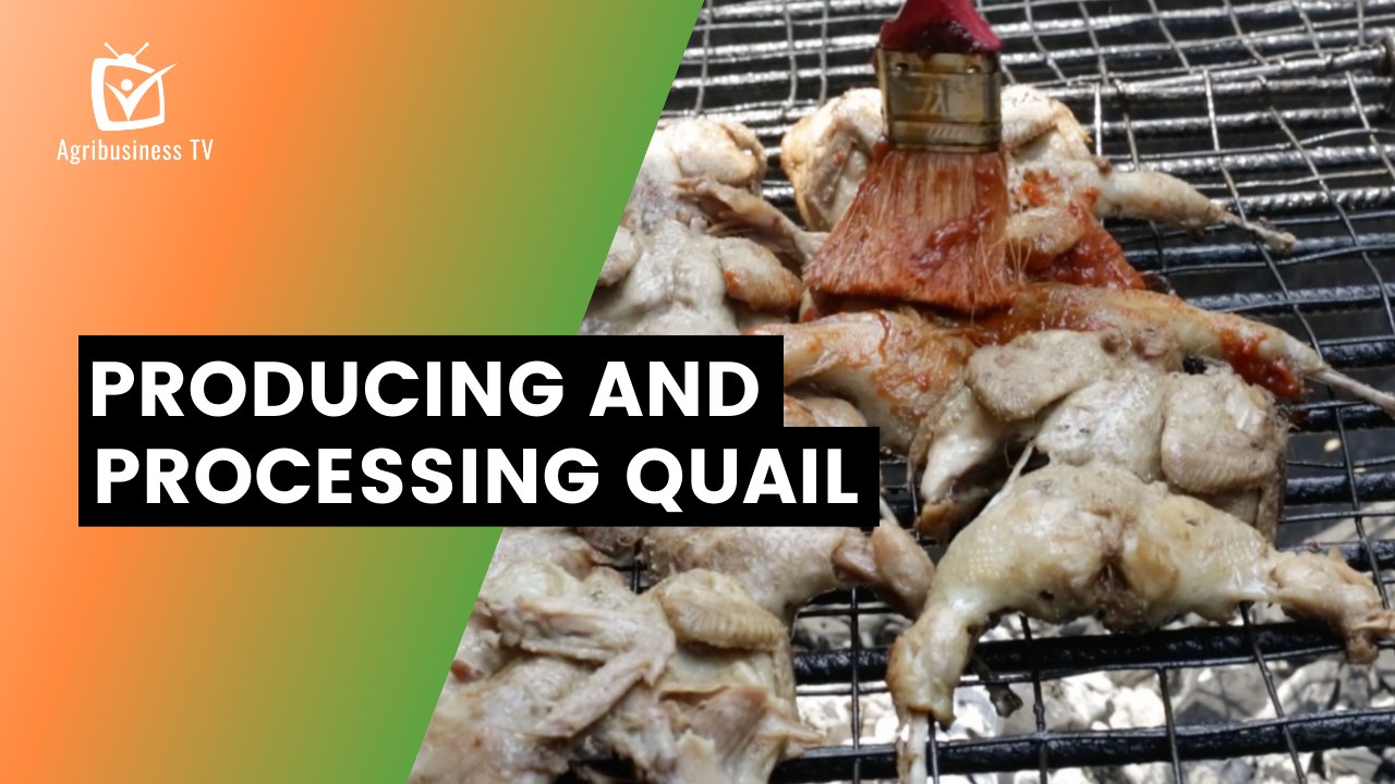 Benin: Producing and processing quail
