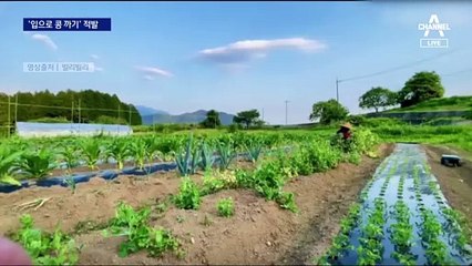 ‘입으로 깐 콩’ 걸리자 관행?…“다들 이렇게 까요”