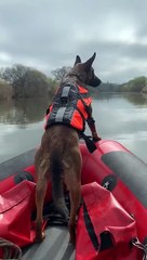 West Midlands Fire and Rescue Dog Luna undergoes boat training