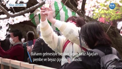 Tokyo’da Kiraz Ağacı Festivali