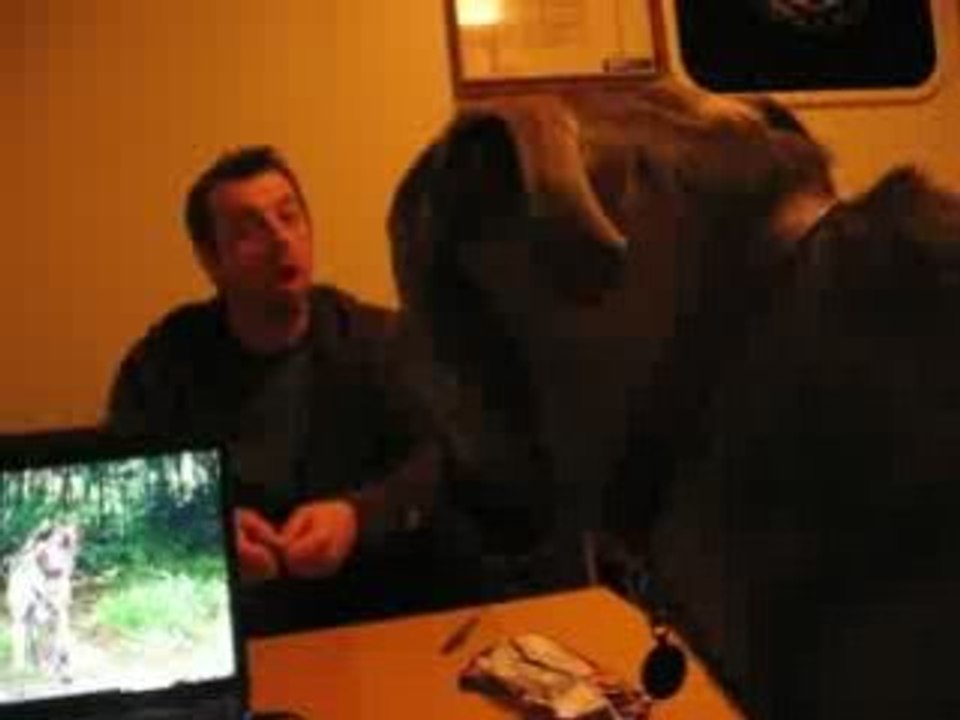dog