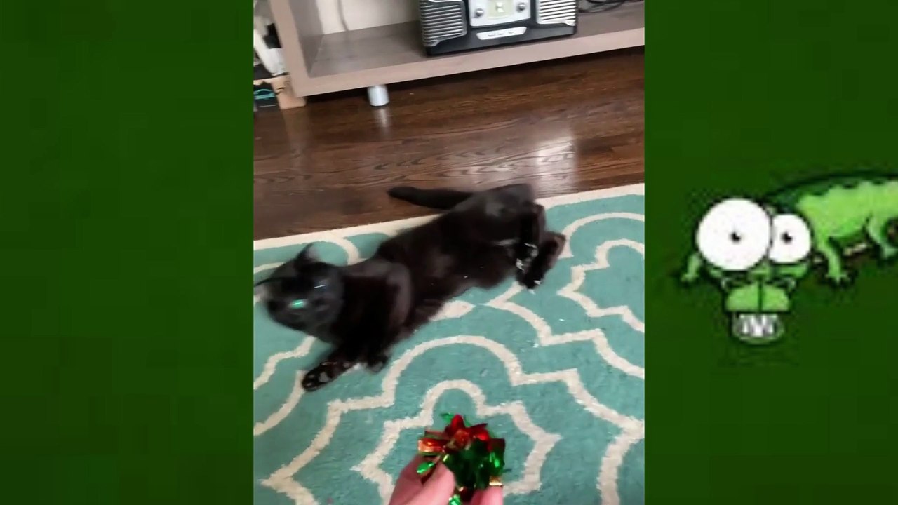Funniest Dogs And Cats | Funny Animal Videos | Fun Shorts #502